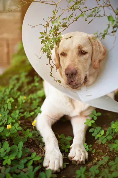 Επούλωση σκυλί λαμπραντόρ — Φωτογραφία Αρχείου