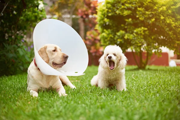 Dos amigos perros se sientan en la hierba — Foto de Stock