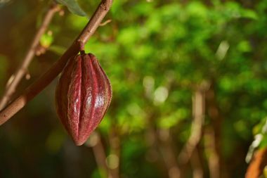 Kakao mahsulünün portre