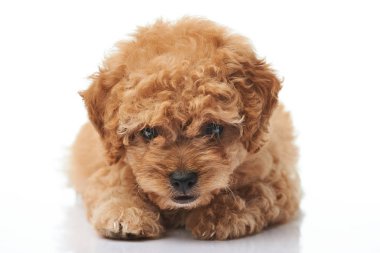 Fino köpeği yavru atma yakın çekim