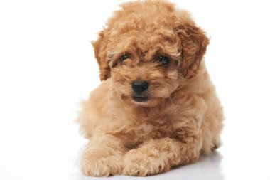 Kahverengi köpek yavrusu Close-Up 