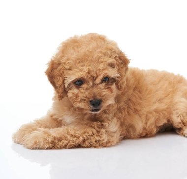 Bir sevimli fino köpeği köpek yavrusu