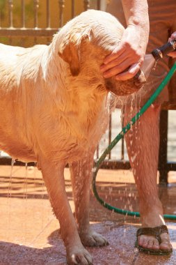 Kahverengi labrador Temizleme