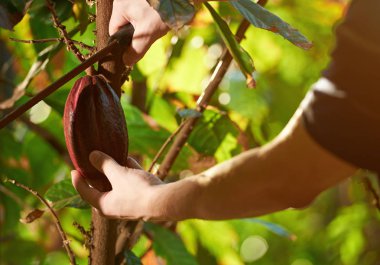 Kakao çiftlik plantasyon içinde hasat