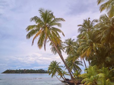 Hindistan cevizi avuç içi Island beach üzerinde