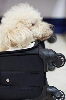 Köpek Bagaj, döşeme