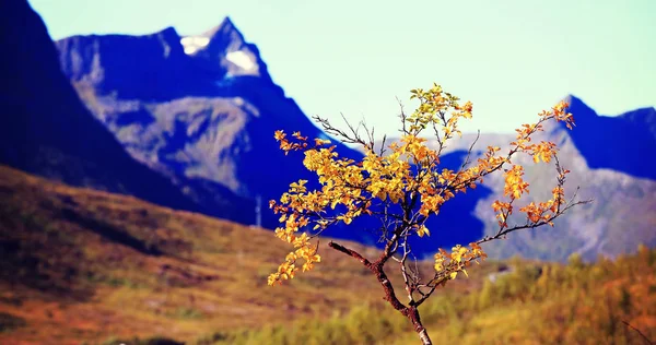 Autumn background theme — Stock Photo, Image