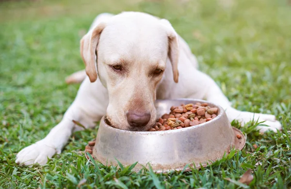 Labrador comendo de tigela de metal — Fotografia de Stock