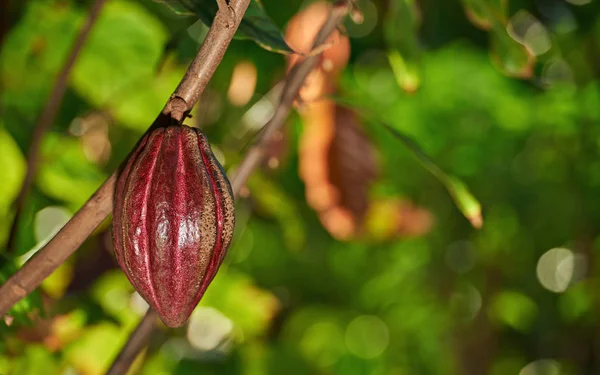 Bir asılı kakao pod