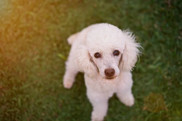 Lindo perro caniche blanco — Foto de Stock