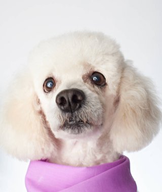 Şirin komik beyaz kaniş köpek