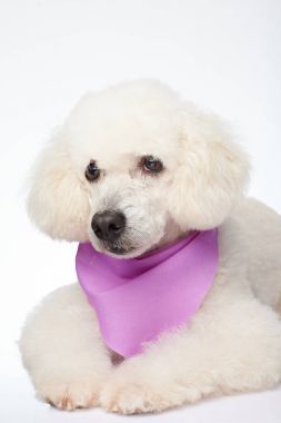 Beyaz kaniş köpek döşeme