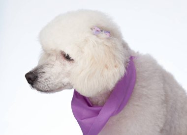 Bakımlı kaniş köpek profil portresi