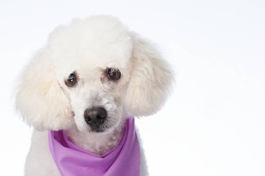 Beyaz kaniş köpek portresi