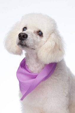 Şirin bakımlı beyaz kaniş köpek