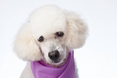 Güzel beyaz kaniş köpek portre