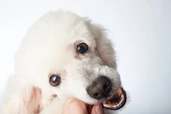 Alimentación perro caniche blanco — Foto de Stock
