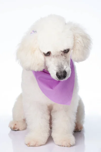 Sitting shy white poodle dog — Stock Photo, Image