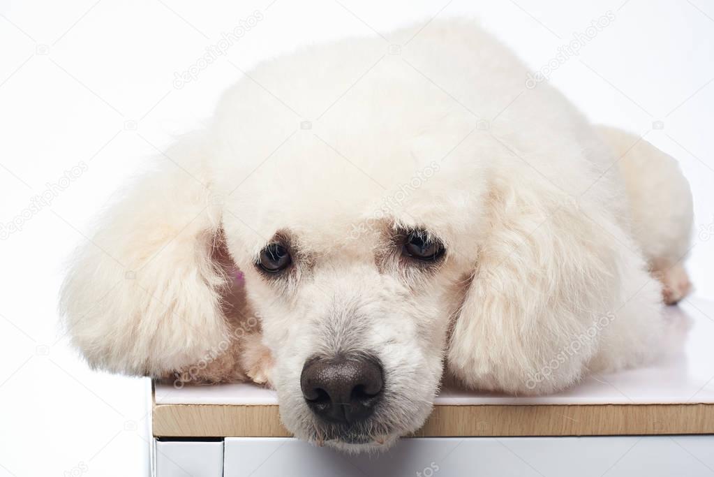 Cute  white poodle lay on table