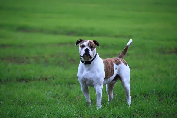 American bulldog outside — Stock Photo, Image