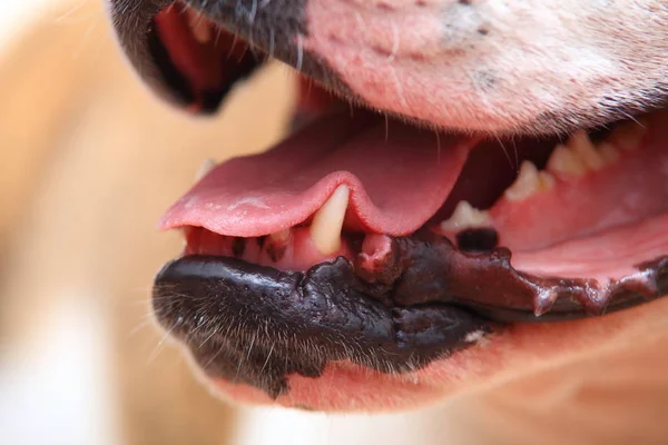 Língua e caninos do buldogue americano — Fotografia de Stock