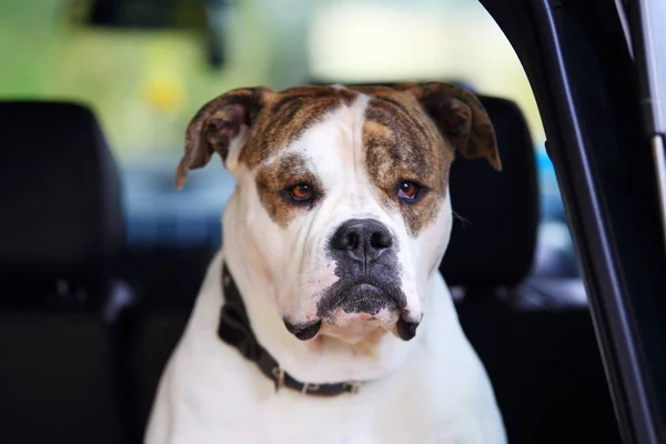 Ernstige Amerikaanse bulldog in auto Rechtenvrije Stockfoto's
