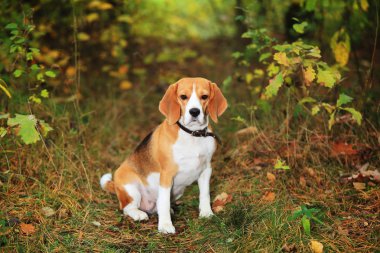 Beagle köpek ormandaki