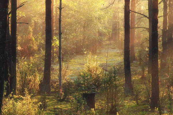 Φθινόπωρο δάσος έννοια — Φωτογραφία Αρχείου