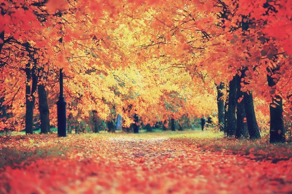 Autumnal colorful scene — Stock Photo, Image
