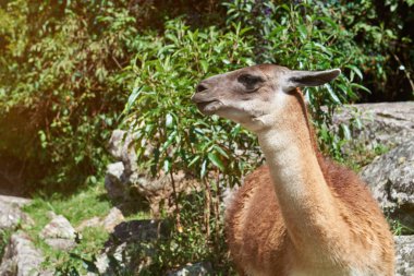 Kahverengi lama hayvan kafa