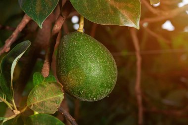 Avokado meyve asmak ağaç üzerinde