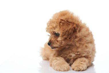 Yavru köpek bakışı tarafında