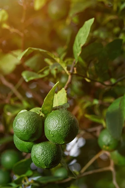 Primer plano de las limas frescas — Foto de Stock