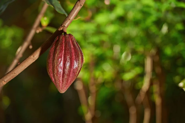 Vaina de cacao marrón —  Fotos de Stock