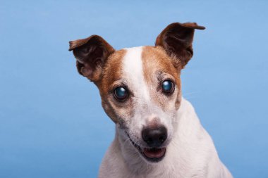 Başkanı jack russel terrier