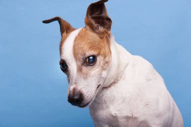 Komik meraklı terrier köpek