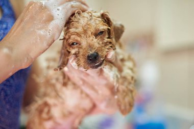 Komik ıslak küçük köpek yavrusu köpek