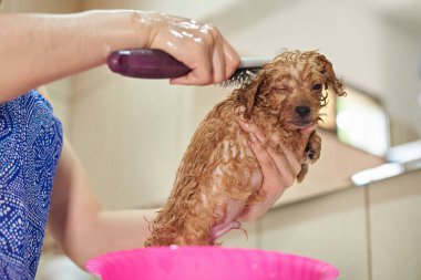 Fırçalama ıslak küçük kaniş köpek yavrusu