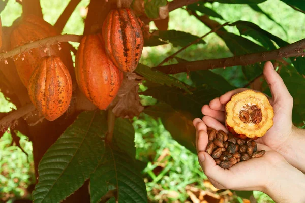 Otwarty pod kakao w dłoni w rolnika — Zdjęcie stockowe