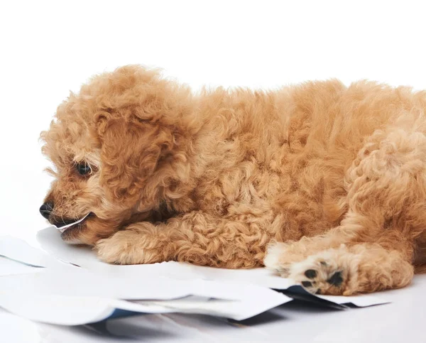 Un cachorro masticando papel fotográfico — Foto de Stock