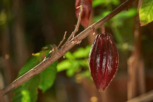 Uma vagem de cacau — Fotografia de Stock