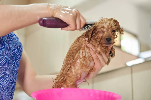 Brushing wet small poodle puppy — Stock Photo, Image