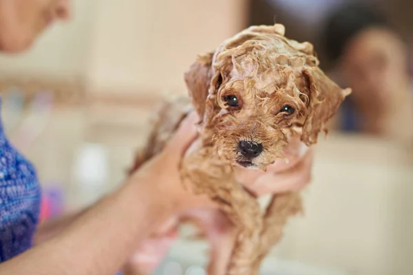 Close-up of wet puppy — Stock Photo, Image