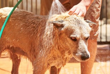 Sefil kahverengi köpek