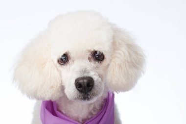 Meraklı beyaz kaniş köpek