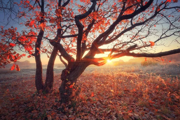 Осенняя солнечная сцена — стоковое фото
