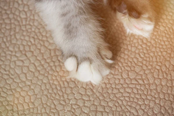 Gato pata en la alfombra —  Fotos de Stock
