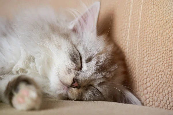 Dormir gatito pequeño —  Fotos de Stock
