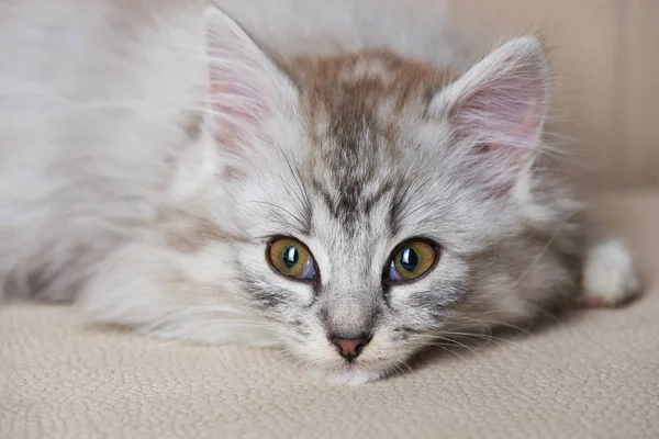 Portretul unei pisici curioase — Fotografie, imagine de stoc