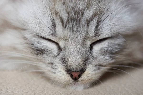 Retrato de gatito con los ojos cerrados —  Fotos de Stock